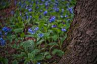 UNITED STATES: April 24, 2018: As temps rise spring flowers are popping up along the low lands and river bottoms of Loudoun. Here Mertensia virginica, commonly called Virginia bluebells have flooded the woods with color. This wildflower occurs statewide in moist, rich woods and river floodplains. An erect, clump-forming perennial which grows 1-2