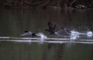 UNITED STATES: April 25, 2018: As temps rise spring flowers are popping up along the low lands and river bottoms of Loudoun. A flock of cormorants explode into flight along the Shenandoah River. (Photo by Douglas Graham/Loudoun Now)