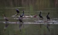 UNITED STATES: April 25, 2018: As temps rise spring flowers are popping up along the low lands and river bottoms of Loudoun. A flock of cormorants rest on branches in the middle of a full Shenandoah River. (Photo by Douglas Graham/Loudoun Now)