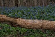 UNITED STATES: April 25, 2018: As temps rise spring flowers are popping up along the low lands and river bottoms of Loudoun. Here Mertensia virginica, commonly called Virginia bluebells have flooded the woods with color. This wildflower occurs statewide in moist, rich woods and river floodplains. An erect, clump-forming perennial which grows 1-2