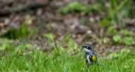 UNITED STATES: 05102024: Yellow-rumped Warbler :: Dendroica coronata