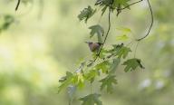 Red-eyed vireo :: Vireo olivaceus