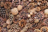 Full frame of various pine cones and gumnuts