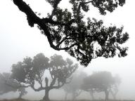 Portugal, Madeira, Laurel forest on Madeira Forest during foggy weather