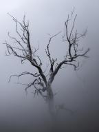 Portugal, Madeira, Dead tree shrouded in thick fog