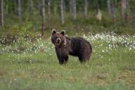 Finland, Kuhmo, brown bear standing on a meadow