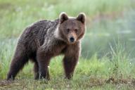 Finland, Kuhmo, brown bear standing on a meadow