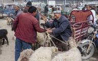 (230402) -- URUMQI, April 2, 2023 (Xinhua) -- A buyer and a seller trade livestock at a livestock bazaar in Mixa Township of Shache County, northwest China\'s Xinjiang Uygur Autonomous Region, March 12, 2023. (Xinhua\/Hu Huhu