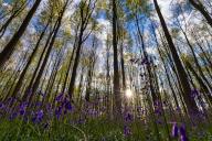 (240424) -- HALLE, April 24, 2024 (Xinhua) -- This photo taken on April 23, 2024 shows wild bluebells in Hallerbos, also known as "Blue Forest", near Halle, Belgium. (Xinhua\/Meng Dingbo