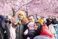 (240429) -- STOCKHOLM, April 29, 2024 (Xinhua) -- People spend their time under cherry blossoms in Stockholm, Sweden, on April 28, 2024. (Photo by Wei Xuechao\/Xinhua