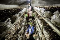 (240504) -- YOGYAKARTA, May 4, 2024 (Xinhua) -- Farmers pick mushroom during harvest time at a mushroom cultivation base in Sleman, Yogyakarta, Indonesia, May 4, 2024. (Photo by Agung Supriyanto\/Xinhua