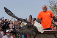 (240505) -- DELTA, May 5, 2024 (Xinhua) -- A bald eagle is released to the wild during an open house event at the Orphaned Wildlife (OWL) raptor rehabilitation center in Delta, British Columbia, Canada, on May 4, 2024. The two-day open house event held on May 4 and 5 offered opportunities to the general public to visit the facility and learn about the conservation work done for wild birds, thereby increasing public awareness of raptors, their habitat, and the environmental impact on people. (Photo by Liang Sen\/Xinhua