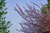 (240505) -- JIAMUSI, May 5, 2024 (Xinhua) -- This photo taken on April 30, 2024 shows plum flowers under the starry sky in Jiamusi, northeast China\'s Heilongjiang Province. (Photo by Qu Yubao\/Xinhua