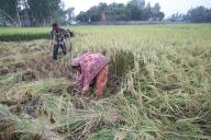 (240505) -- NATORE, May 5, 2024 (Xinhua) -- Farmers use sickles to harvest the rice in a field in Natore, Bangladesh on May 4, 2024. (Xinhua