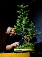 (240509) -- CHENGDU, May 9, 2024 (Xinhua) -- Chen Hongyu prunes a bonsai plant at his studio in Wenjiang District of Chengdu, southwest China\'s Sichuan Province, May 2, 2024. Chen Hongyu, a post-80s postgraduate student majoring in landscape architecture at Sichuan Agricultural University, is an inheritor of the intangible cultural heritage of Sichuan-style bonsai skills. At the Wenjiang branch of the ongoing International Horticultural Exhibition 2024 Chengdu, Sichuan-style bonsai has become a unique scenery. Being responsible for the bonsai works at the stage area of the Wenjiang branch, Chen has being preparing for years since 2020. His efforts have paid off, and the works are highly acclaimed for their layered appearance and harmonious atmosphere. Earlier in 2017, as a move to promote the art, Chen Hongyu founded an education base of Sichuan-style bonsai with the support of local government that has attracted many people to learn about the art and its techniques and cultural and artistic