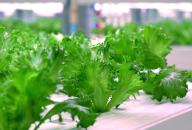 (240510) -- QUANZHOU, May 10, 2024 (Xinhua) -- This photo taken on May 8, 2024 shows the harvestable lettuce at Sananbio plant factory in Anxi County of Quanzhou, southeast China