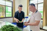 (240511) -- CHANGSHA, May 11, 2024 (Xinhua) -- Shao Jianlong (R) selects peppers with Gan Zhenhua, head of the Hunan Zhongyuan ecological agriculture technology development Co., Ltd., in Zhangshu Township, Xiangyin County, central China