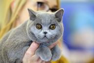 (240511) -- BUCHAREST, May 11, 2024 (Xinhua) -- A British Shorthair cat is seen during the Sofisticat Spring International Cat show in Bucharest, Romania, May 11, 2024. About two hundred cats of around 50 breeds participated in the two-day feline beauty contest. (Photo by Cristian Cristel/Xinhua