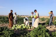 (240512) -- BAGHDAD, May 12, 2024 (Xinhua) -- Farmers harvest watermelons at a farm in al-Udheim area, north of Baghdad, Iraq, on May 10, 2024. (Xinhua/Khalil Dawood