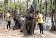 (240512) -- TAKEO, May 12, 2024 (Xinhua) -- A pair of elephants donated by Laos are seen at the Phnom Tamao zoological, protected forest and botanical garden in Takeo province, Cambodia on May 12, 2024. Laos on Sunday handed over a pair of rare Asian elephants to Cambodia in order to further deepen the bond of friendship and solidarity between the two countries and peoples. (Photo by Phearum/Xinhua