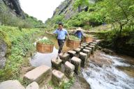 (240512) -- FUZHOU, May 12, 2024 (Xinhua) -- Workers move newly harvested tea leaves at a planting base of Wuyi Rock Tea in Wuyishan City, southeast China
