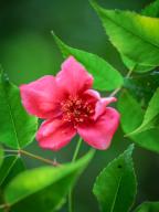 (240512) -- GUIYANG, May 12, 2024 (Xinhua) -- This photo taken on April 14, 2024 shows Rosa lucidissima at the Foding Mountain nature reserve in Shiqian County, southwest China