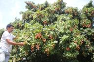 (240512) -- DHAKA, May 12, 2024 (Xinhua) -- A man harvests lychees at an orchard in Narayanganj, Bangladesh on May 11, 2024. (Xinhua