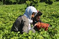 (240513) -- NANGARHAR, May 13, 2024 (Xinhua) -- Farmers harvest strawberries in Khogyani District, Nangarhar Province, Afghanistan, May 12, 2024. (Photo by Aimal Zahir/Xinhua