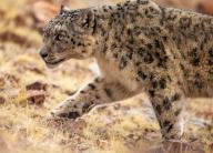 (240513) -- NAGQU, May 13, 2024 (Xinhua) -- This photo taken on May 7, 2024 shows a snow leopard at the Changtang National Nature Reserve in Nyima County of Nagqu City, southwest China