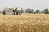 (240513) -- GUANGHAN, May 13, 2024 (Xinhua) -- A farmer drives a reaper harvesting wheat in the farmland in Guanghan City, southwest China