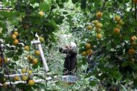 (240513) -- QALYUBIA, May 13, 2024 (Xinhua) -- A farmer harvests apricots at a grove in Qalyubia Governorate, Egypt, May 13, 2024. (Xinhua/Ahmed Gomaa