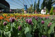 (240514) -- SINGAPORE, May 14, 2024 (Xinhua) -- Tourists view the tulip blossoms at the floral exhibition "Tulipmania" at Singapore