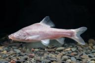 (240515) -- GUIYANG, May 15, 2024 (Xinhua) -- This file photo taken on Jan. 7, 2021 shows the Sinocyclocheilus guiyang, a new fish species without functional eyes. Chinese researchers discovered the new fish species in a subterranean river within a cave in southwest China