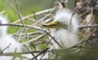 (240515) -- BEIJING, May 15, 2024 (Xinhua) -- A baby egret is seen at Miyun reservoir in Beijing, capital of China, May 14, 2024. Over 3,000 of six species of birds are currently breeding baby birds on an island at Miyun reservoir. A good habitat for birds was created here thanks to the measures taken by local authorities in recent years. (Xinhua/Li Xin