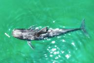 (240516) -- HAIKOU, May 16, 2024 (Xinhua) -- An aerial drone photo taken on May 15, 2024 shows the short-finned pilot whale "Haitang" eating in the water at Sanya Haichang Animal Conservation Center in Sanya, south China