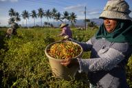 (240517) -- CENTRAL SULAWESI, May 17, 2024 (Xinhua) -- A farmer holds a bucket of newly harvested chili in Porame village in Sigi regency, Central Sulawesi, Indonesia, on May 17, 2024. (Photo by Taufan Bustan/Xinhua