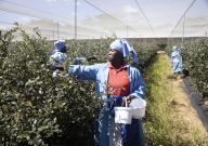 (240519) -- HARARE, May 19, 2024 (Xinhua) -- Workers harvest blueberries at a farm in Marondera, Zimbabwe, on May 13, 2024. TO GO WITH "Feature: Zimbabwean blueberry producers seek access to Chinese market" (Photo by Shaun Jusa/Xinhua