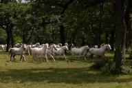 (240520) -- SLOVENIA, May 20, 2024 (Xinhua) -- Lipizzaners are pictured in Lipica stud farm, Slovenia on May 19, 2024. On the occasion of its 444th anniversary, the Lipica stud farm organized the Lipizzaner
