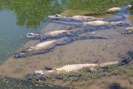 (240520) -- HEFEI, May 20, 2024 (Xinhua) -- This photo taken on May 13, 2024 shows captive-born Yangtze alligators in Xiadu area in Anhui Yangtze alligator national nature reserve, Xuancheng City, east China