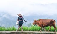 (240520) -- LIPING, May 20, 2024 (Xinhua) -- A farmer and a head of cattle are pictured near terraced fields during an event presenting the local agricultural traditions in Liping County, southwest China