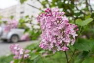 (240520) -- VLADIVOSTOK, May 20, 2024 (Xinhua) -- This photo taken on May 20, 2024 shows blooming lilacs in Vladivostok, Russia. (Photo by Guo Feizhou/Xinhua