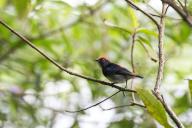 (240520) -- SINGAPORE, May 20, 2024 (Xinhua) -- A scarlet-backed flowerpecker forages in the forest of Singapore\'s Lower Peirce Reservoir Park on May 20, 2024. (Photo by Then Chih Wey\/Xinhua