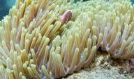 (240521) -- SANYA(HAINAN), May 21, 2024 (Xinhua) -- Sea anemones and a clownfish are pictured in the Wuzhizhou Island