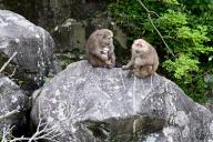 (240521) -- HUANGSHAN, May 21, 2024 (Xinhua) -- Huangshan stump-tailed macaques are pictured in Fuxi Village of Tangkou Township in Huangshan, east China