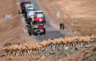 (240522) -- BEIJING, May 22, 2024 (Xinhua) -- Pregnant Tibetan antelopes move across the Qinghai-Tibet highway in Hoh Xil, northwest China