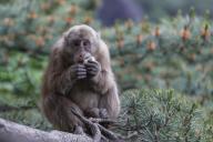 (240522) -- HUANGSHAN, May 22, 2024 (Xinhua) -- A Huangshan stump-tailed macaque is seen on Huangshan mountain, east China