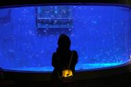 (240522) -- DALIAN, May 22, 2024 (Xinhua) -- A tourist views jellyfish at Sunasia Ocean World in Dalian, northeast China