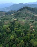 (240522) -- FUJIAN, May 22, 2024 (Xinhua) -- An aerial drone photo taken on May 9, 2024 shows a tea farm in Xiping Town of Anxi County, Quanzhou City, southeast China