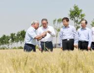 (240523) -- ZHENGZHOU, May 23, 2024 (Xinhua) -- Chinese Premier Li Qiang, also a member of the Standing Committee of the Political Bureau of the Communist Party of China Central Committee, inspects high-standard farmlands in the city of Xinxiang, central China