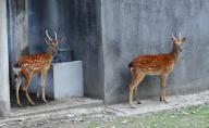(240524) -- SHANGHAI, May 24, 2024 (Xinhua) -- Sika deer are pictured at a zoo of Baosteel in east China